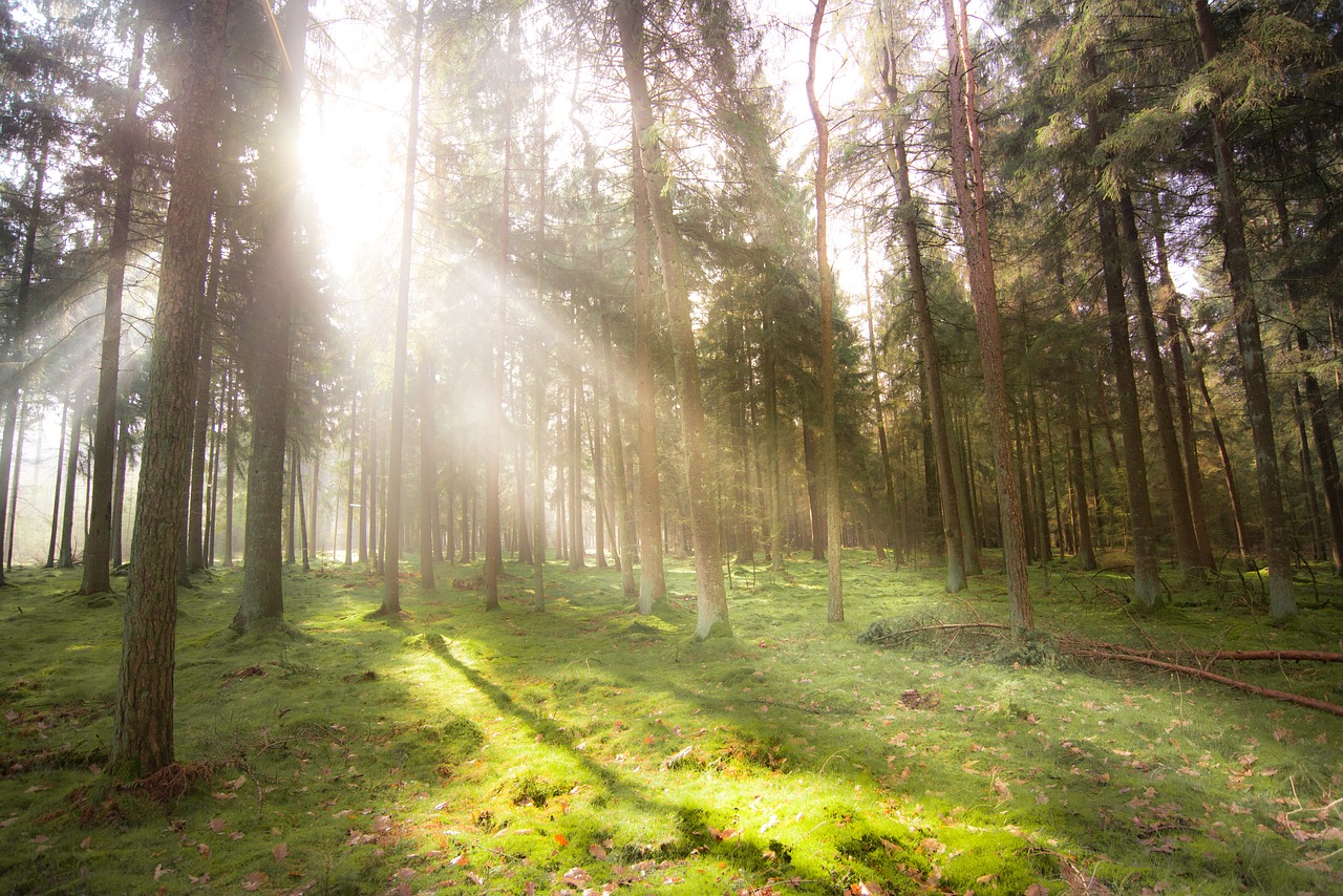 sunlight forest mist free photo