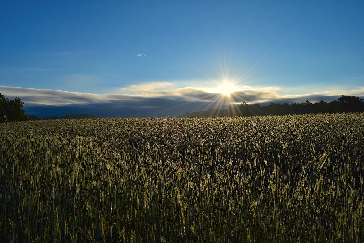 sunlight sunrise field free photo