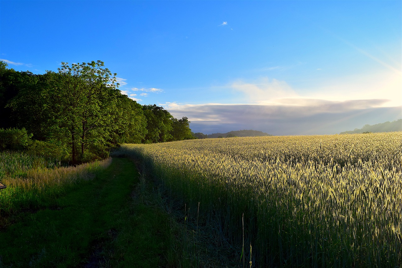 sunlight sunrise field free photo