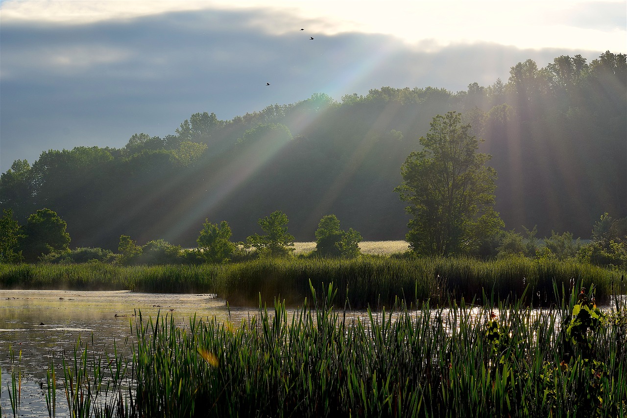 sunlight wetlands sun rays free photo