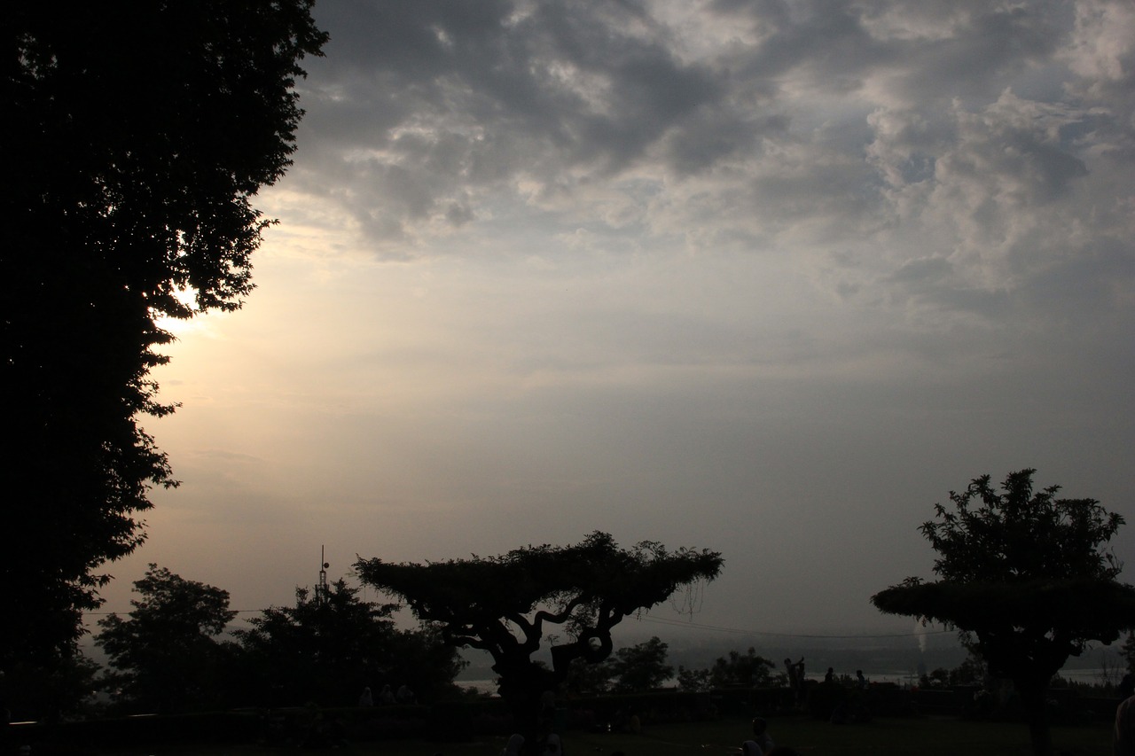 sunlight trees shadow free photo