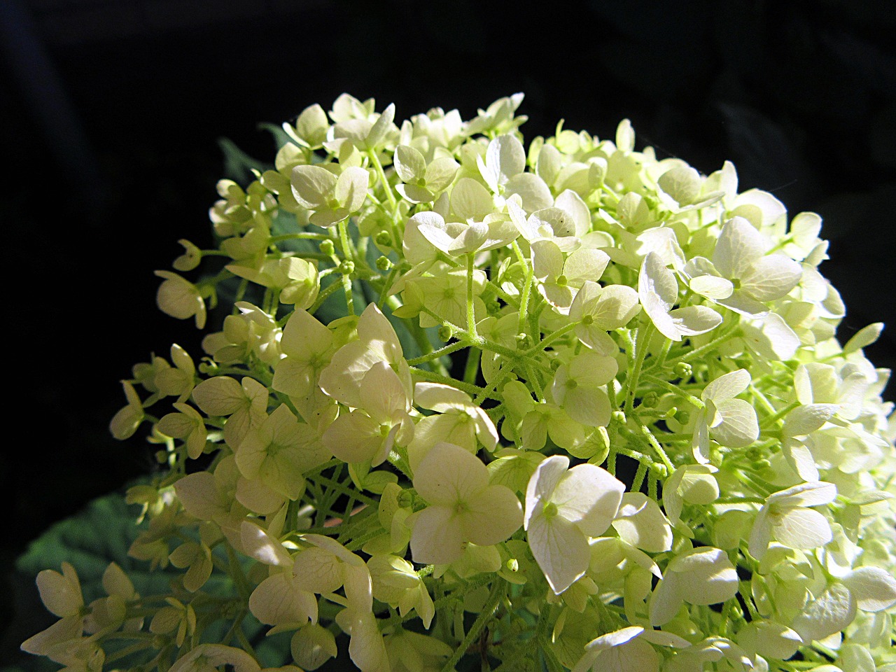 sunlight hydrangea white free photo