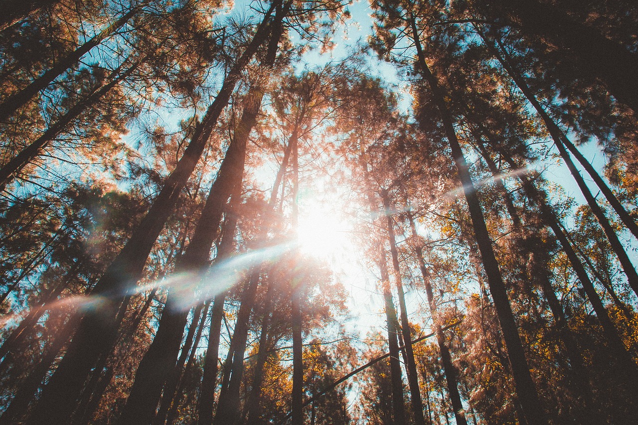 sunlight rays forest free photo