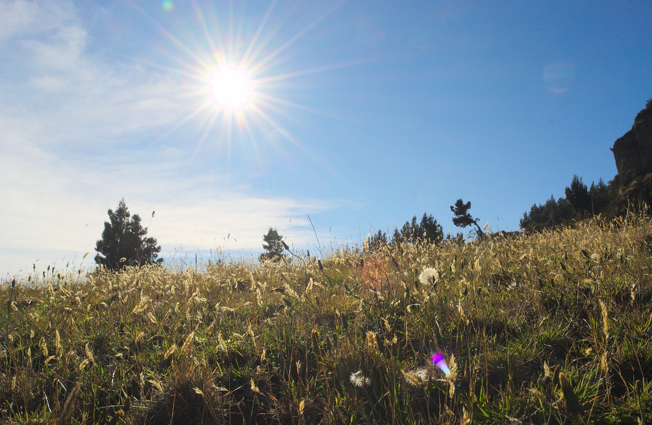 sunlight sunshine sunny free photo