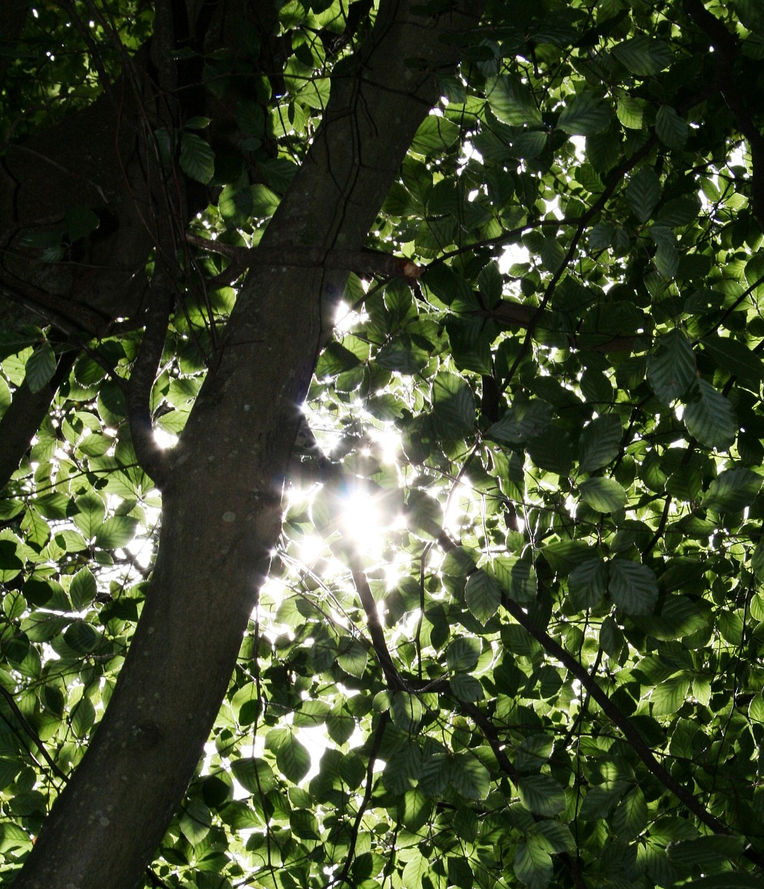 sunlight trees dappled free photo