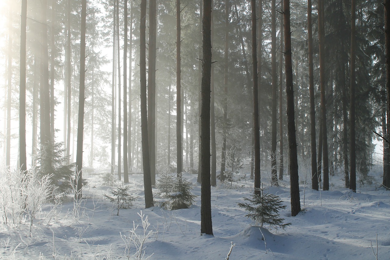 sunlight tree organic free photo