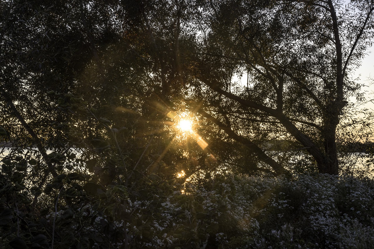 sunlight  tree  leaves free photo