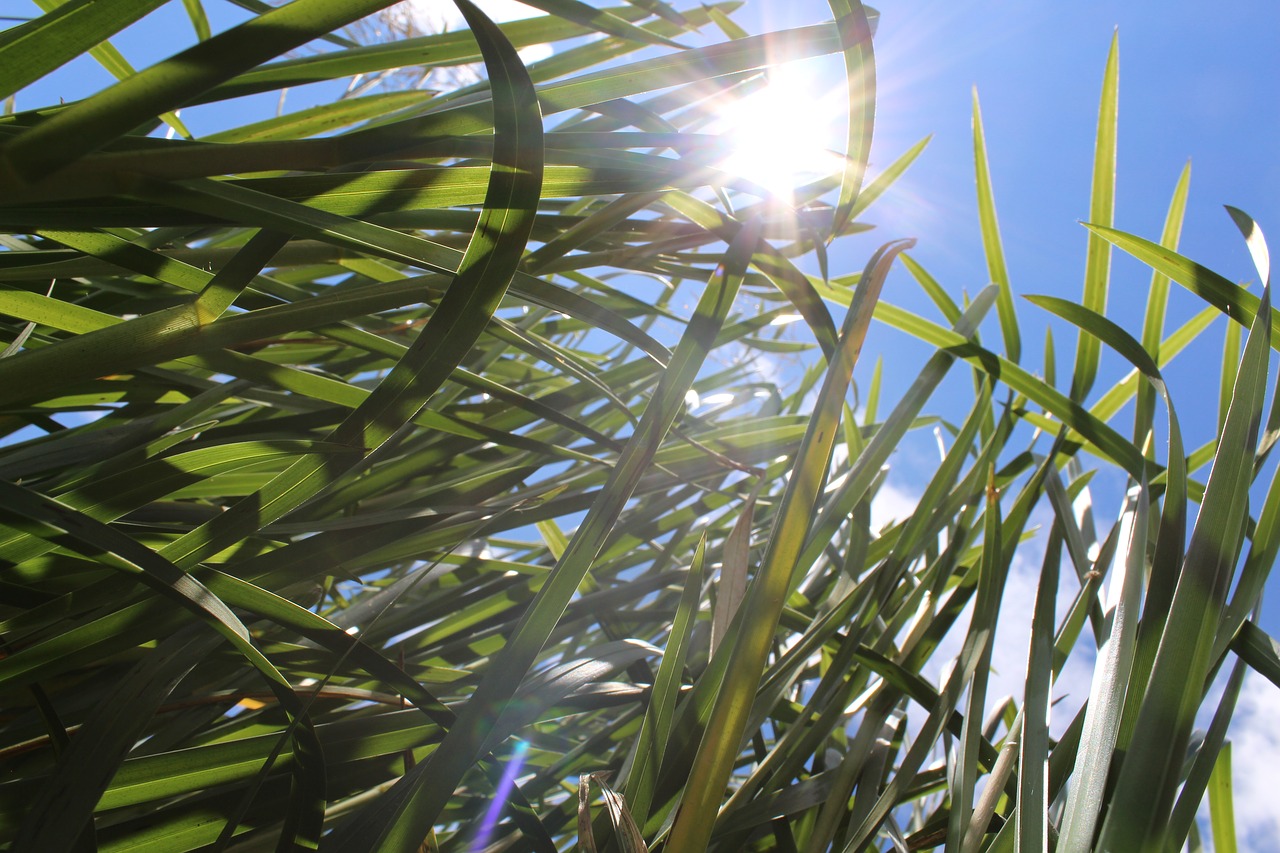 sunlight  summer  green free photo