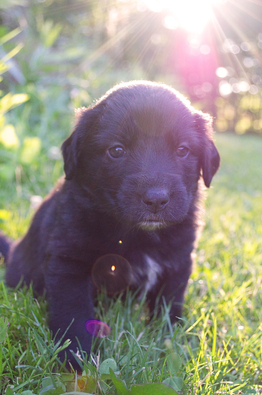 sunlight  puppy  dog free photo