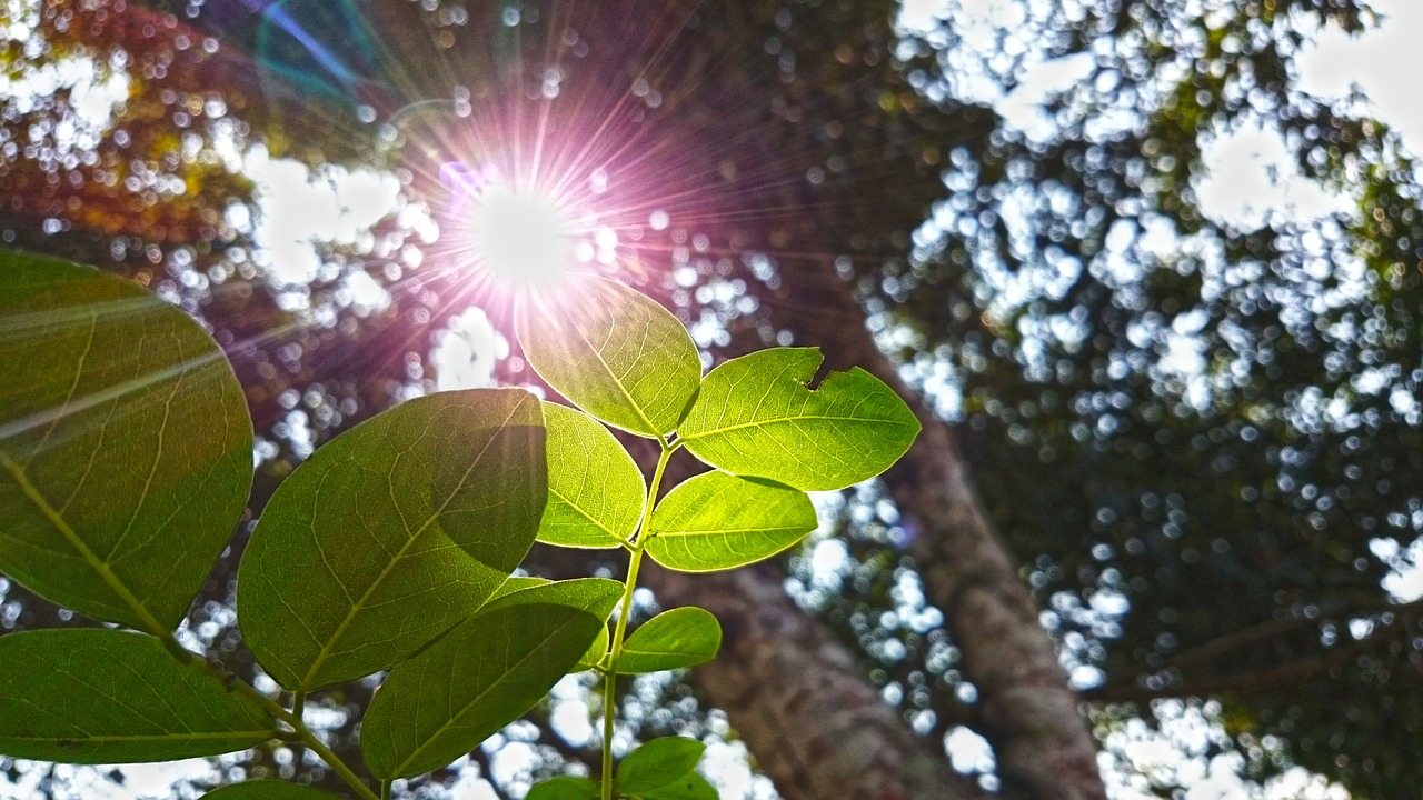 sunlight leaf nature free photo