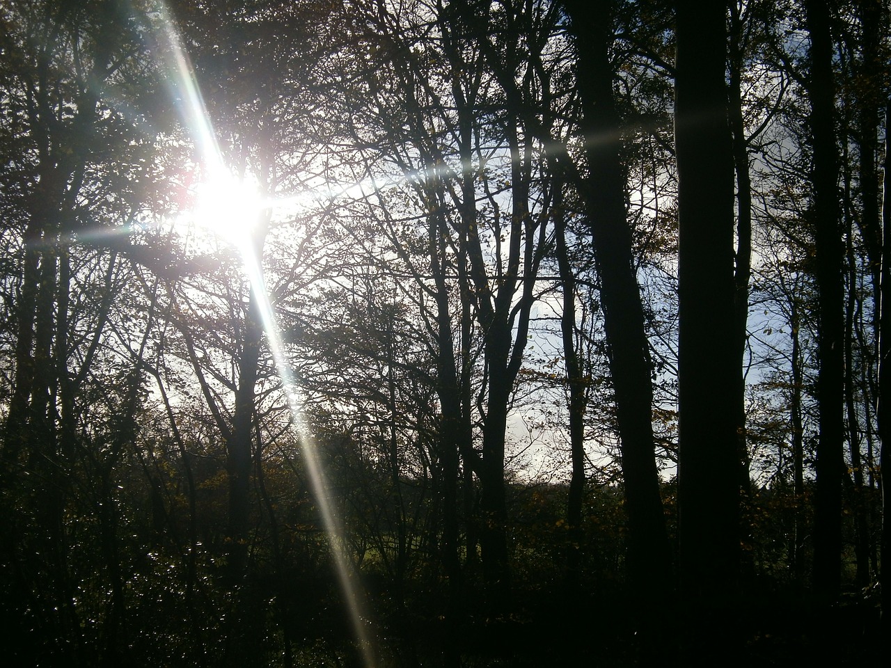 sunlight trees reflections free photo