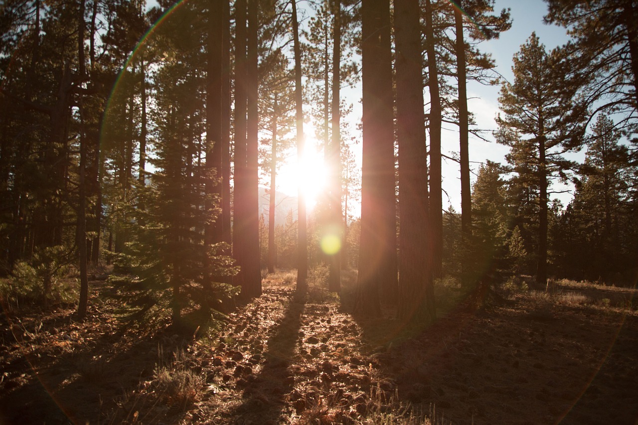 sunlight sun rays trees free photo