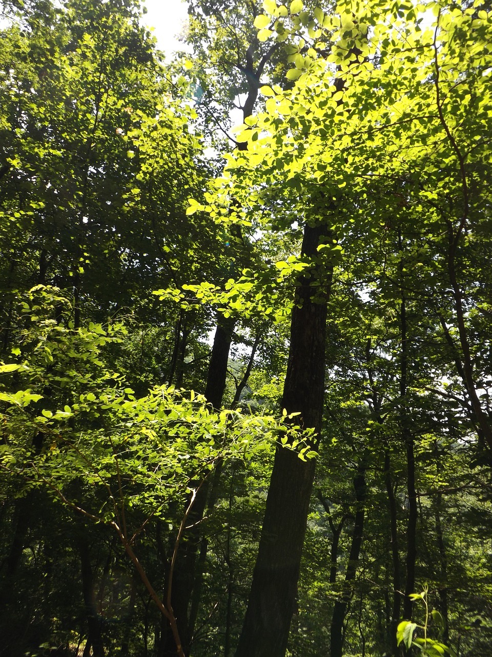 sunlight trees nature free photo