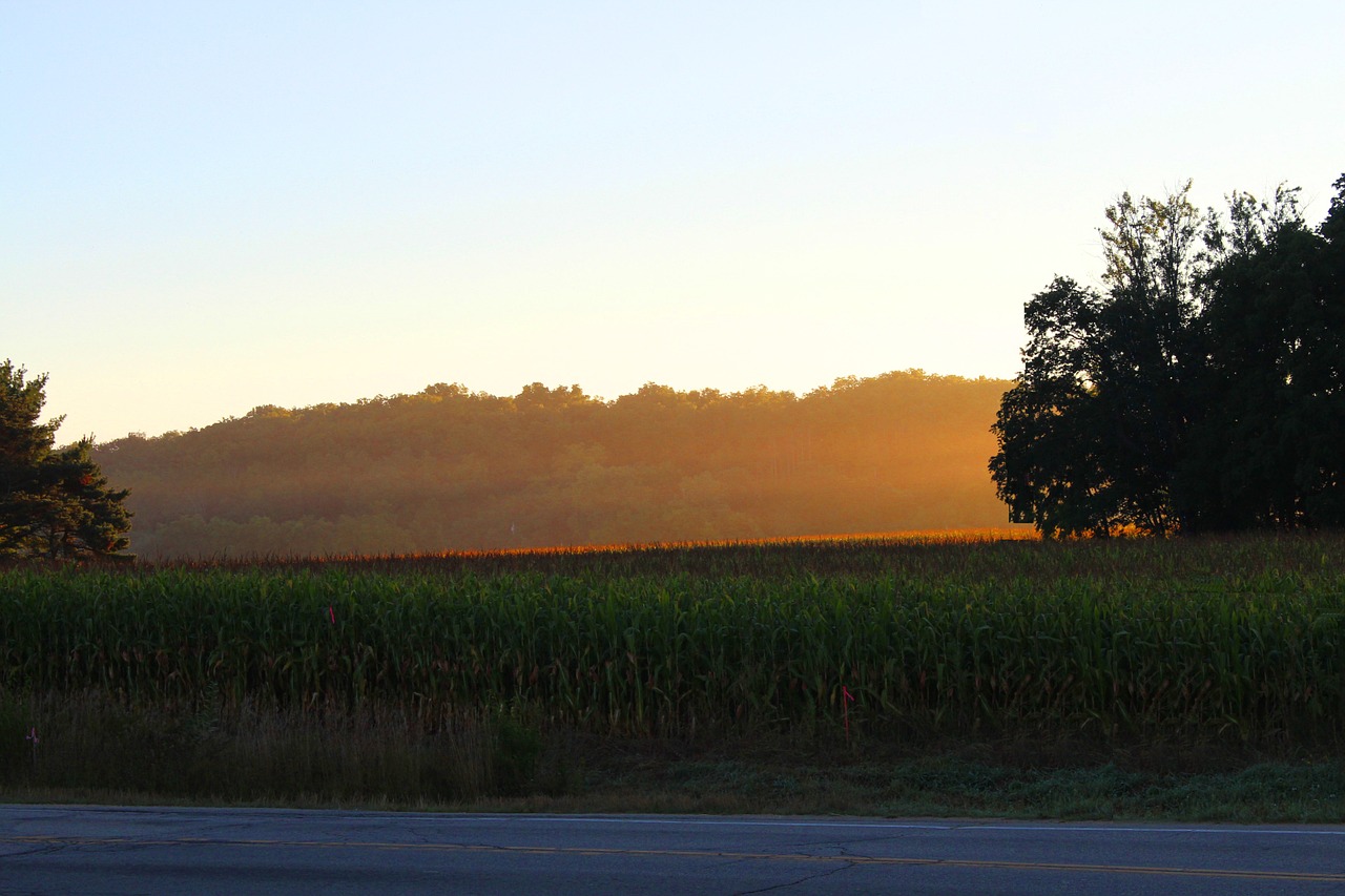 sunlight farm field free photo