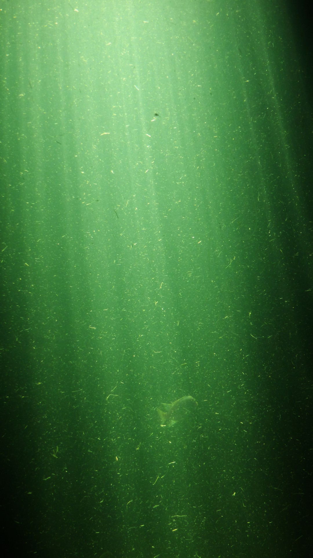 green underwater light free photo