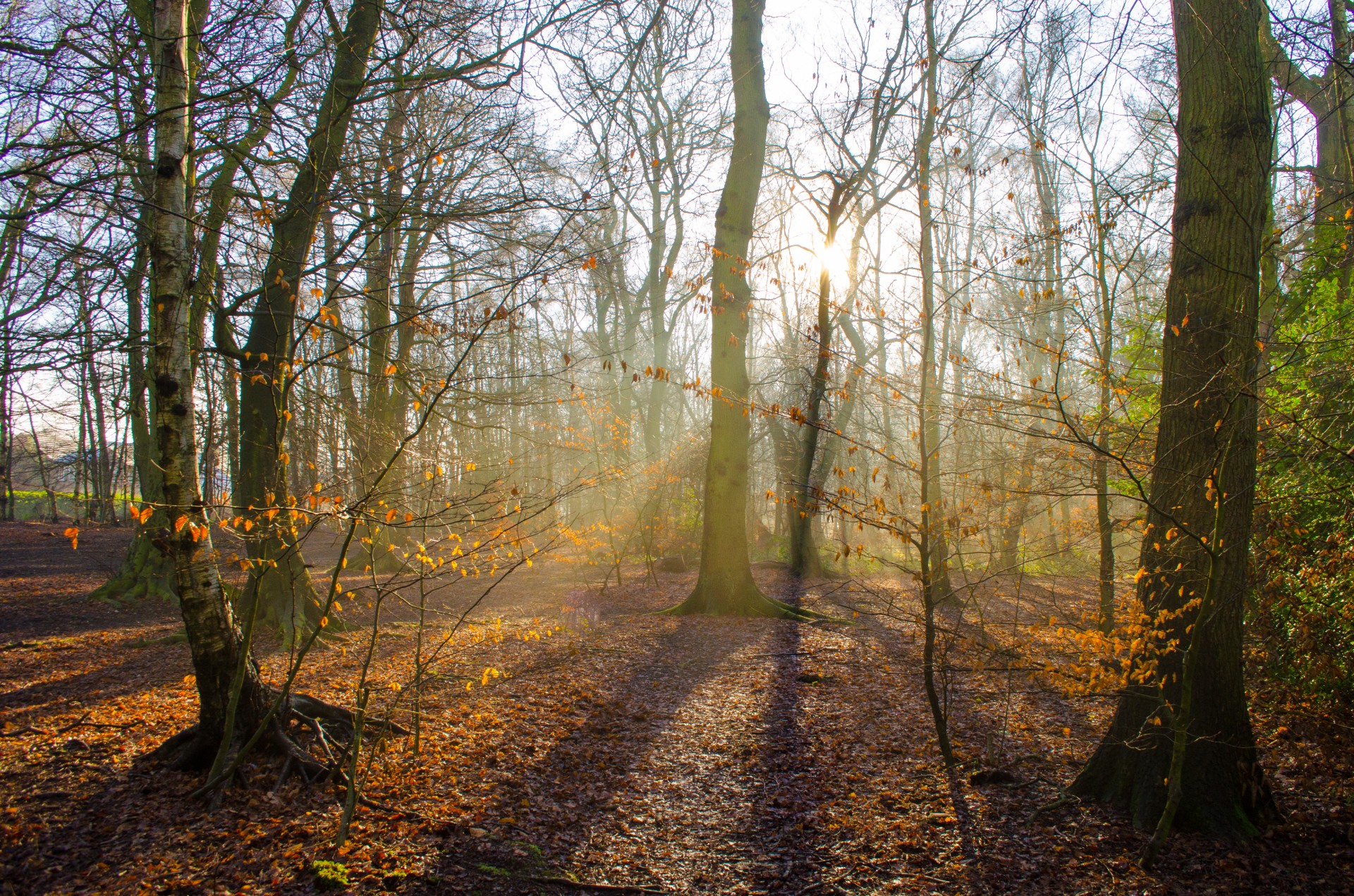 forest fantasy growth free photo