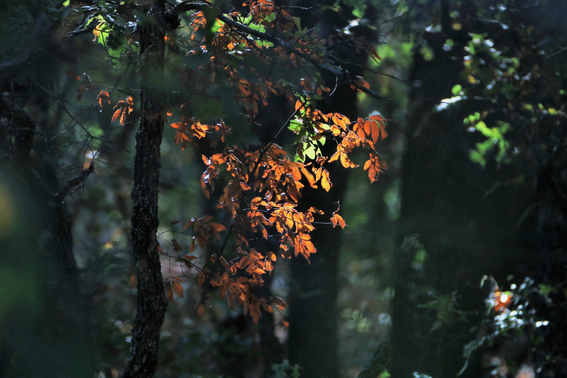 nature plants trees free photo