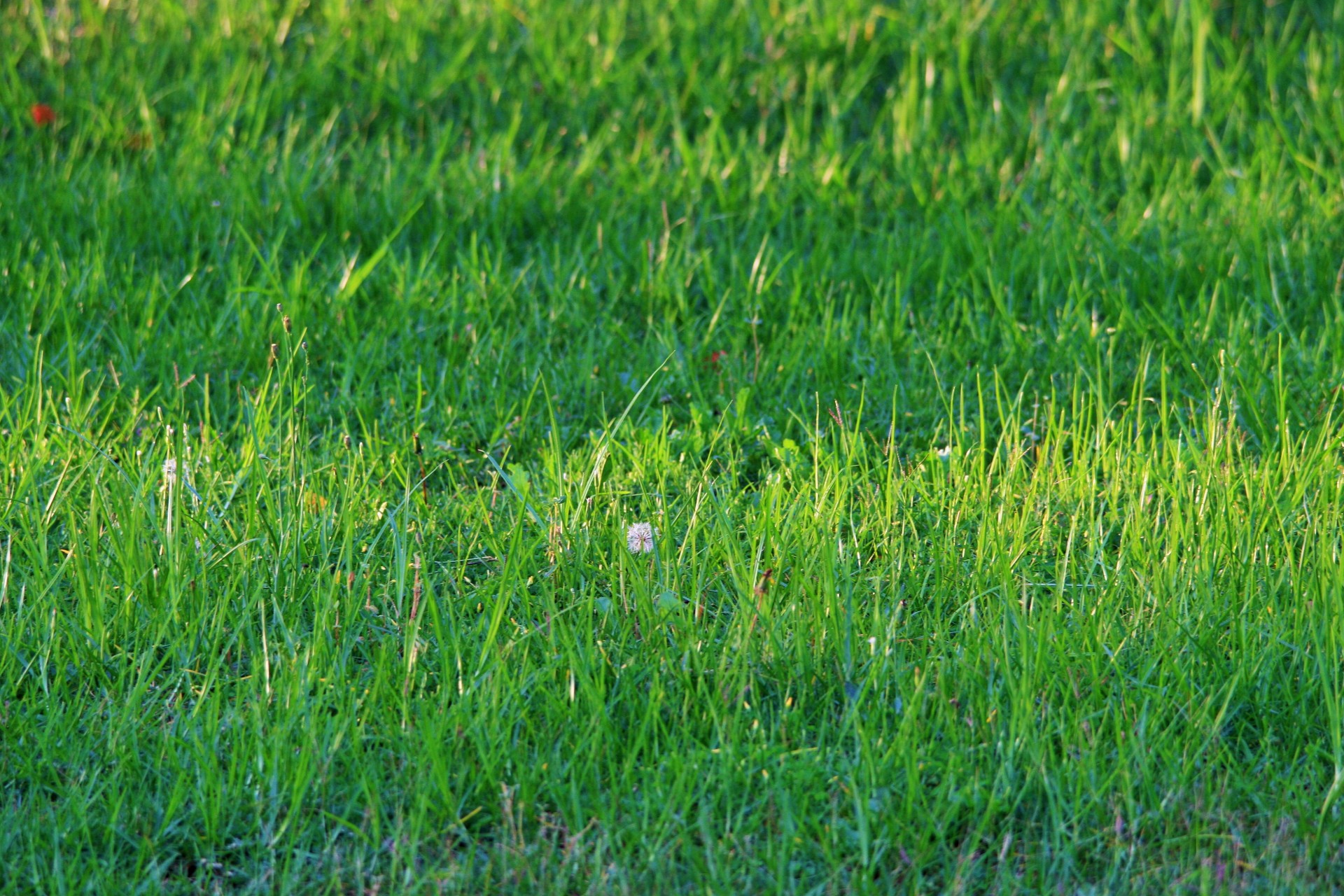 sidewalk grass lawn free photo