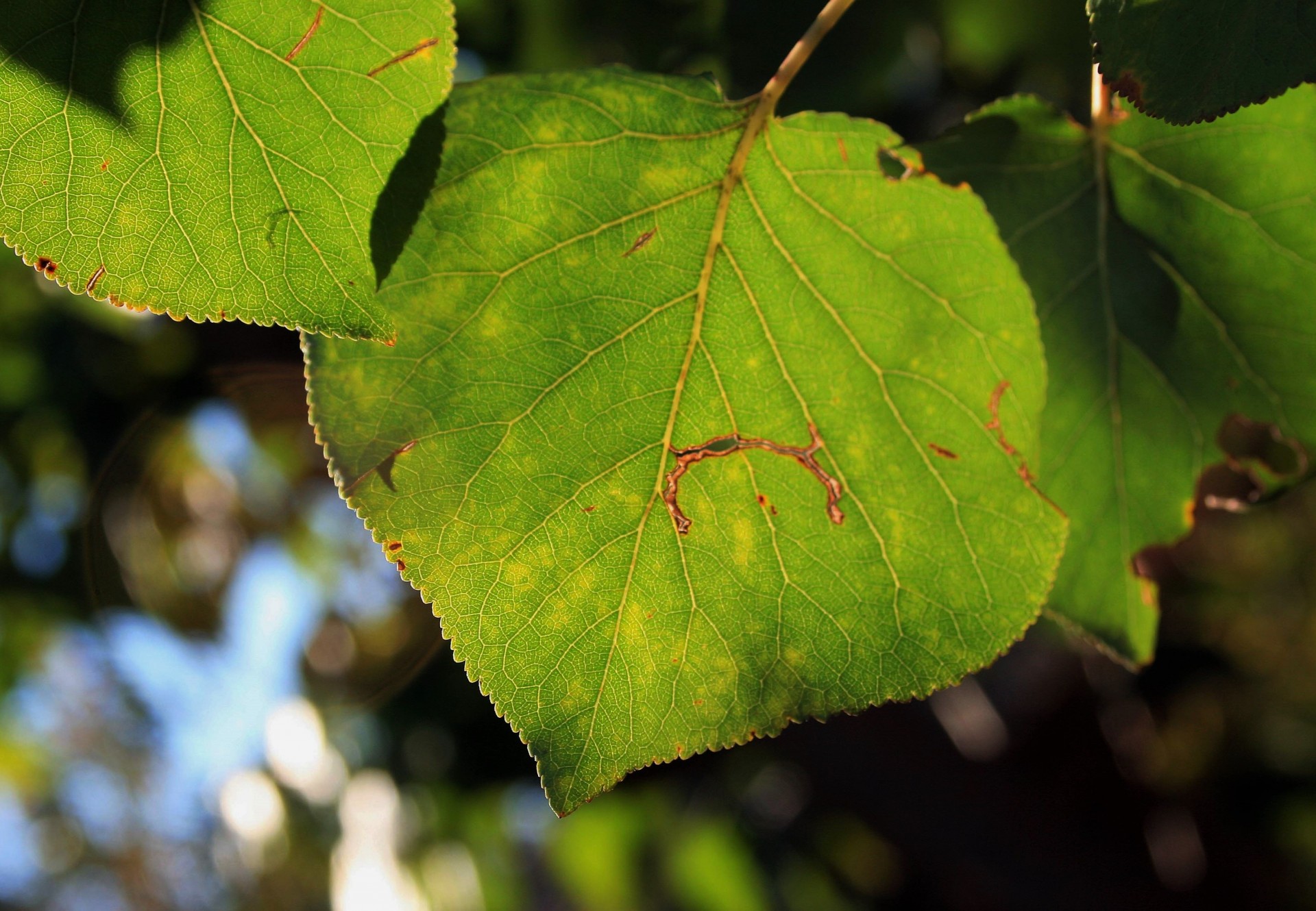 leaf green light free photo