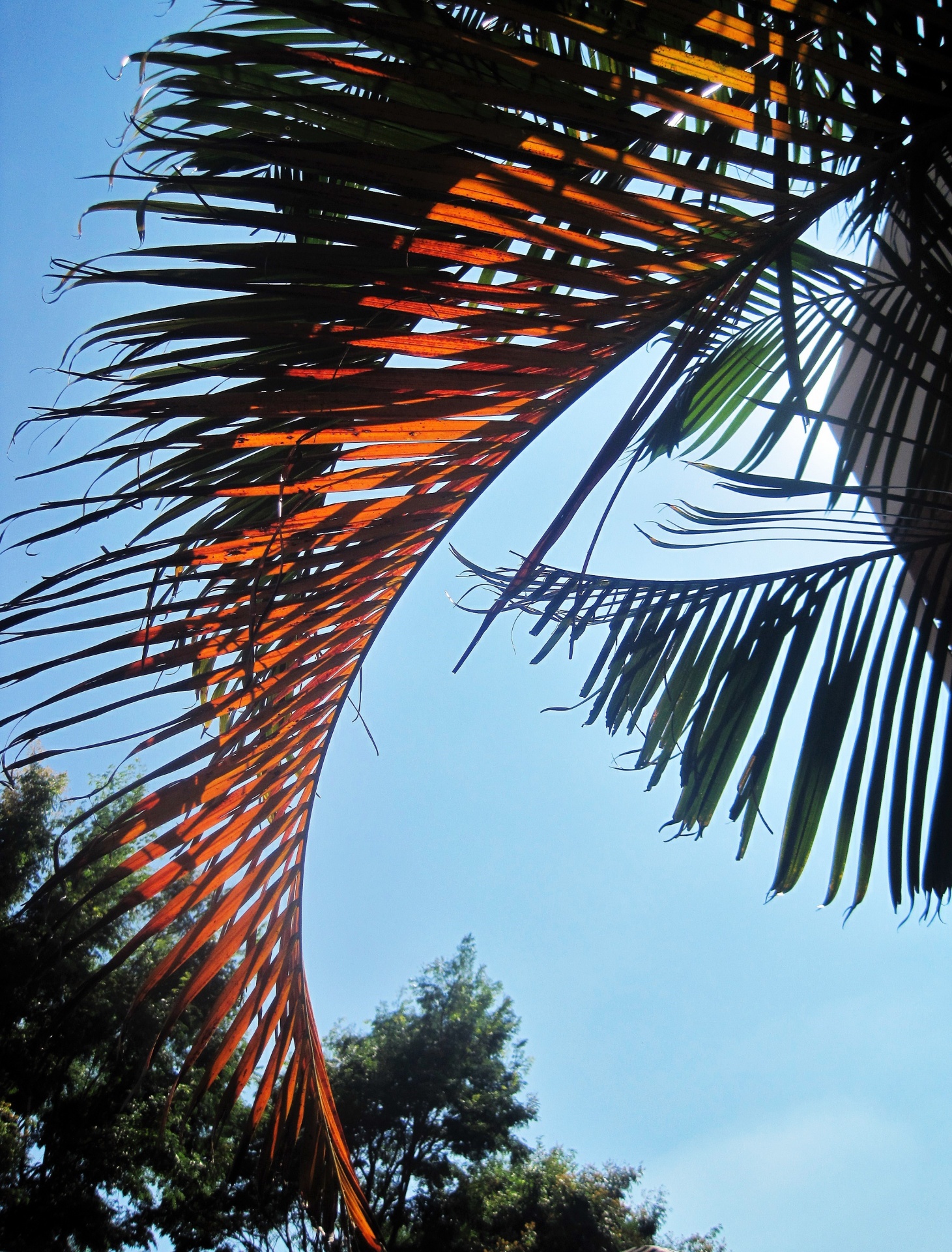 palm leaf fronds free photo