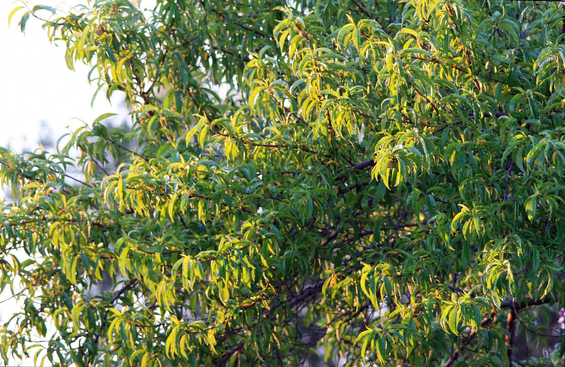 tree fruit peach free photo