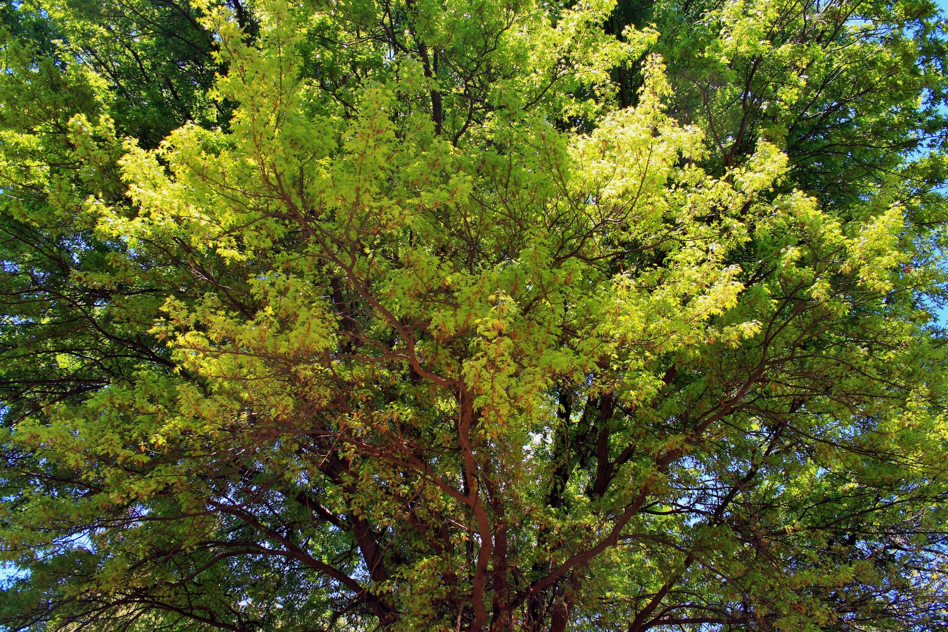 tree green foliage free photo