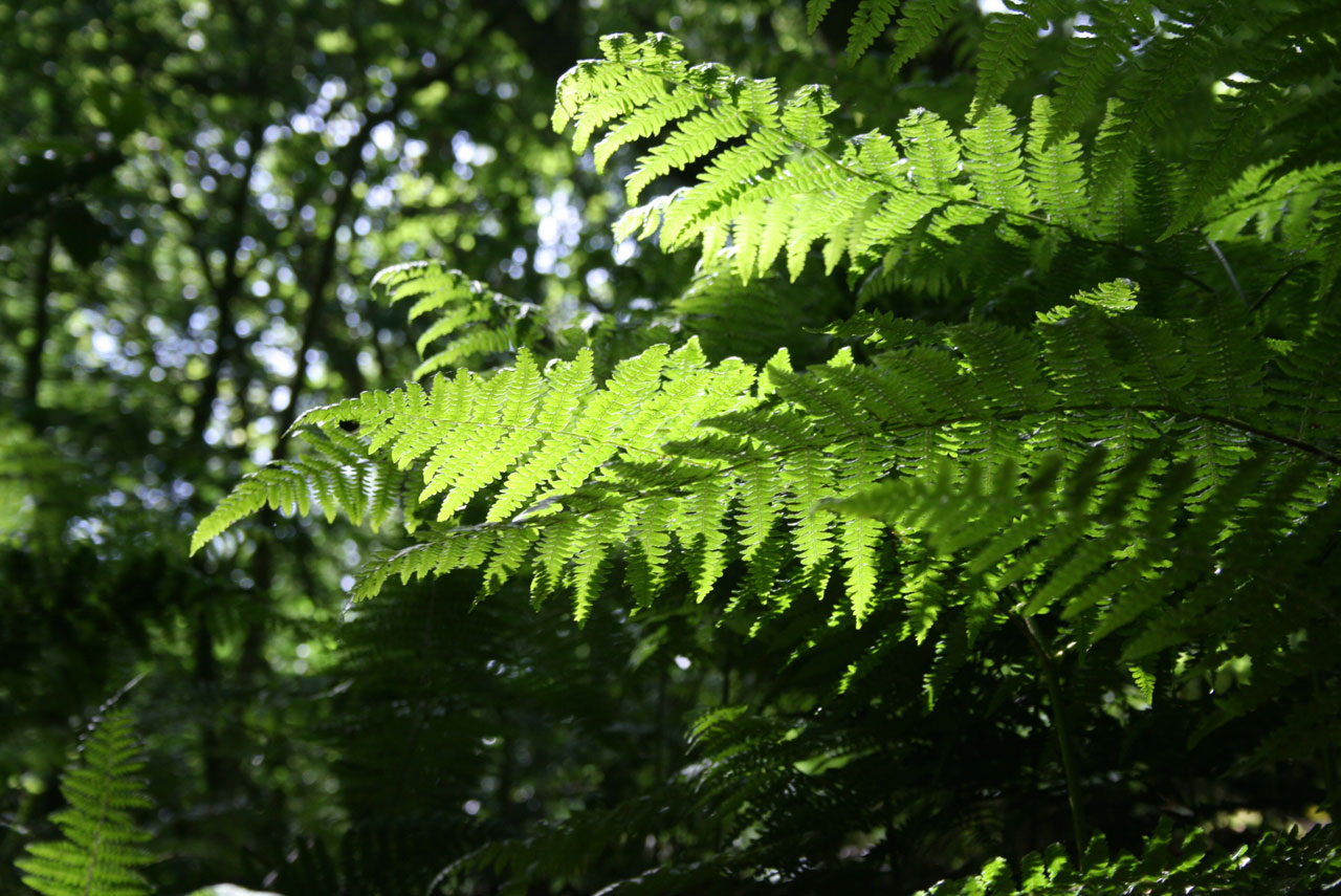 fern common green free photo