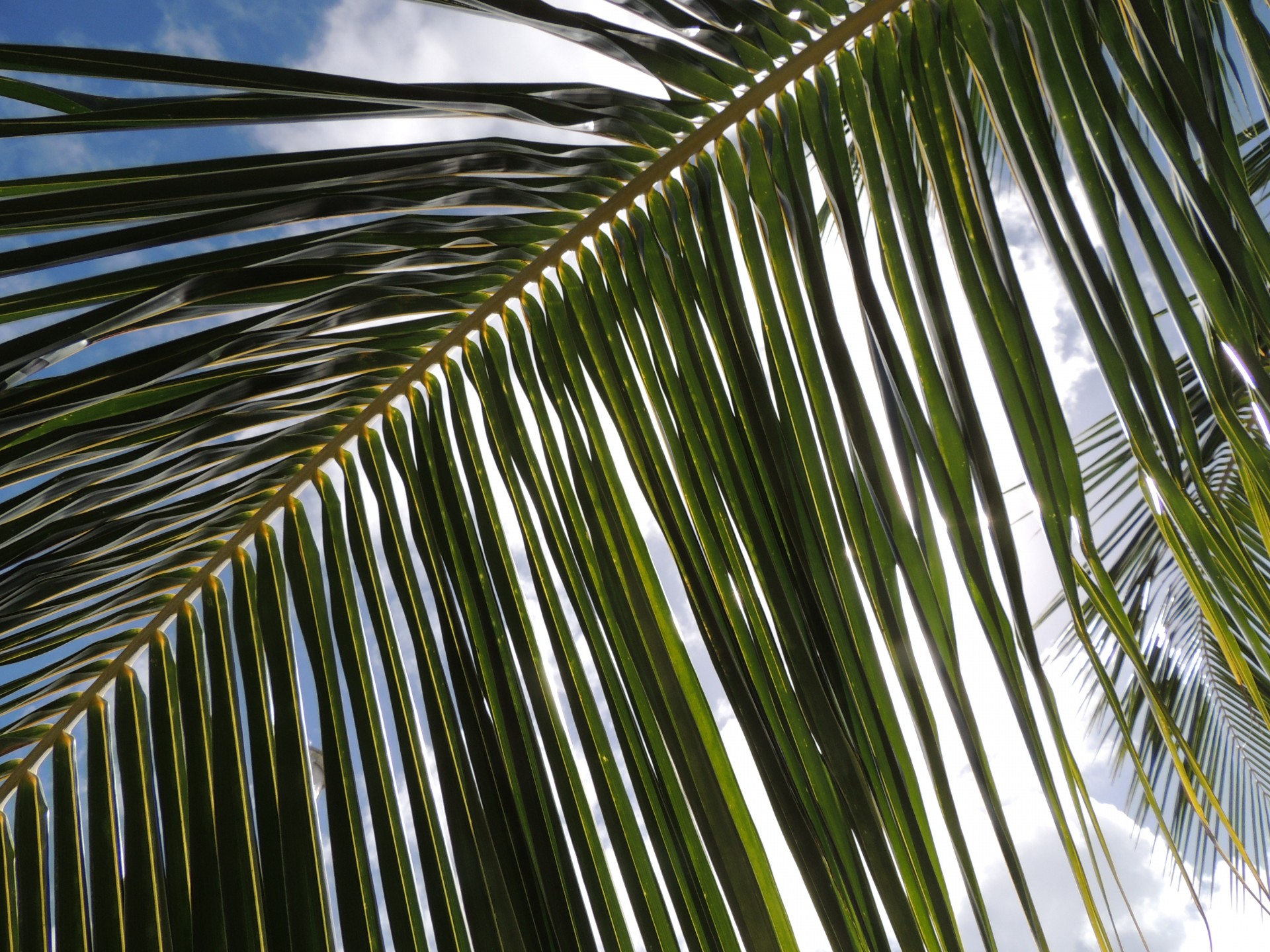 sunlight palm tree free photo
