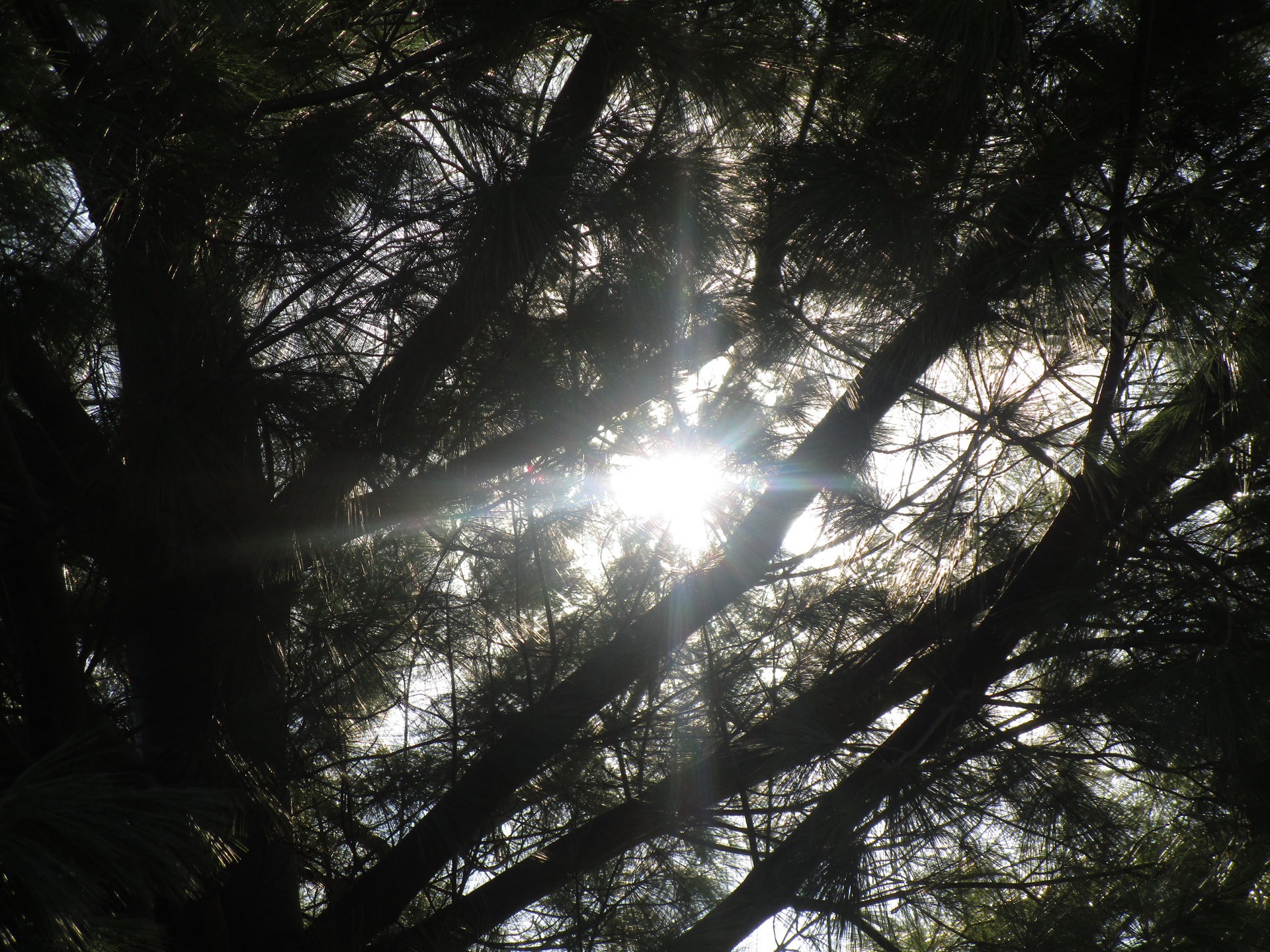 sunlight through branches free photo