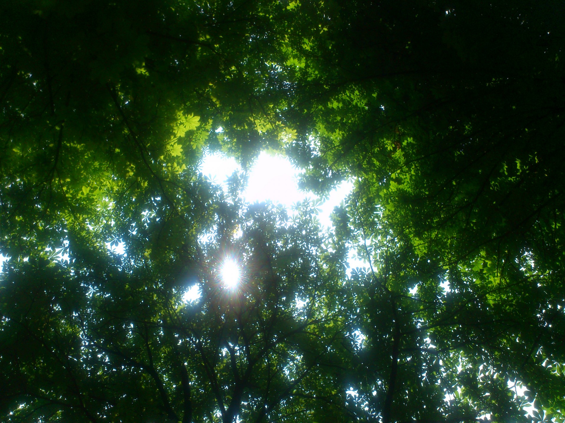 sun light trees free photo