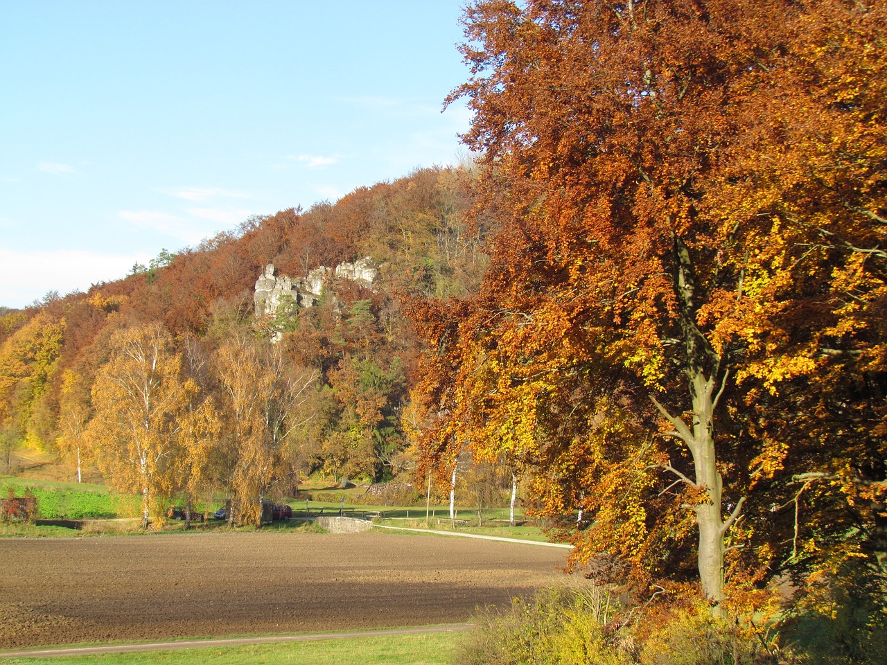 sunny autumn forest free photo