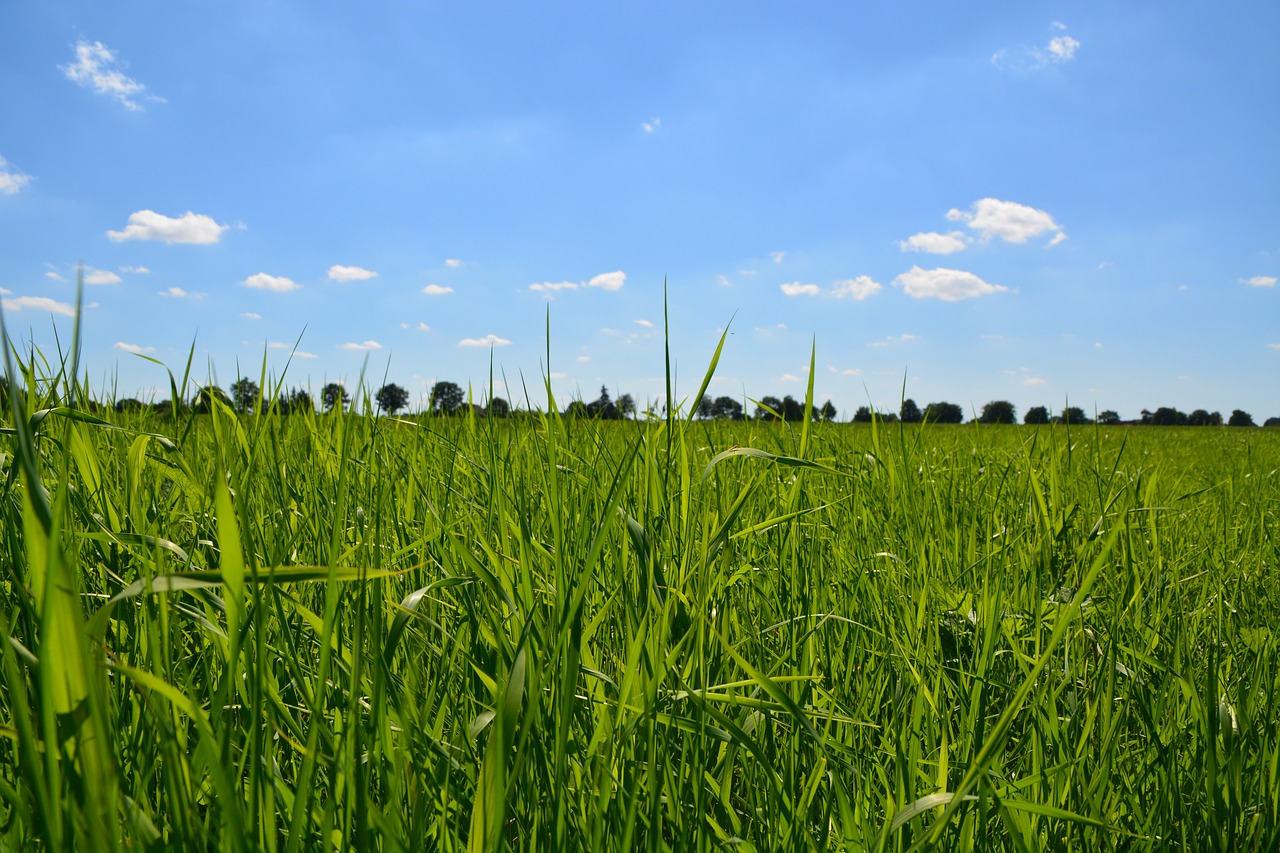 sunny grass green free photo