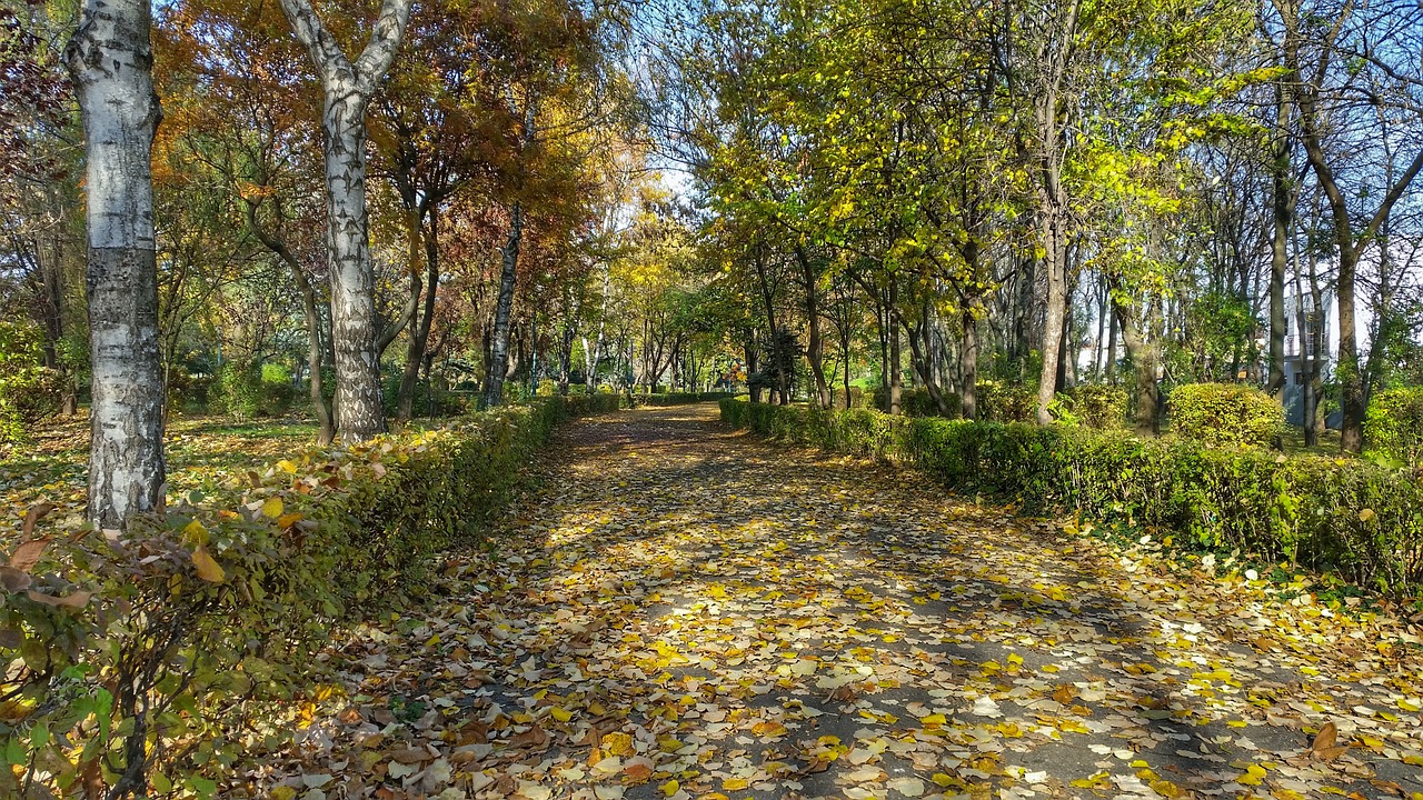 sunny leaves trees free photo