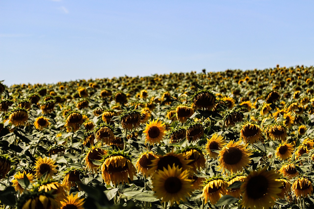 sunny day mountain free photo