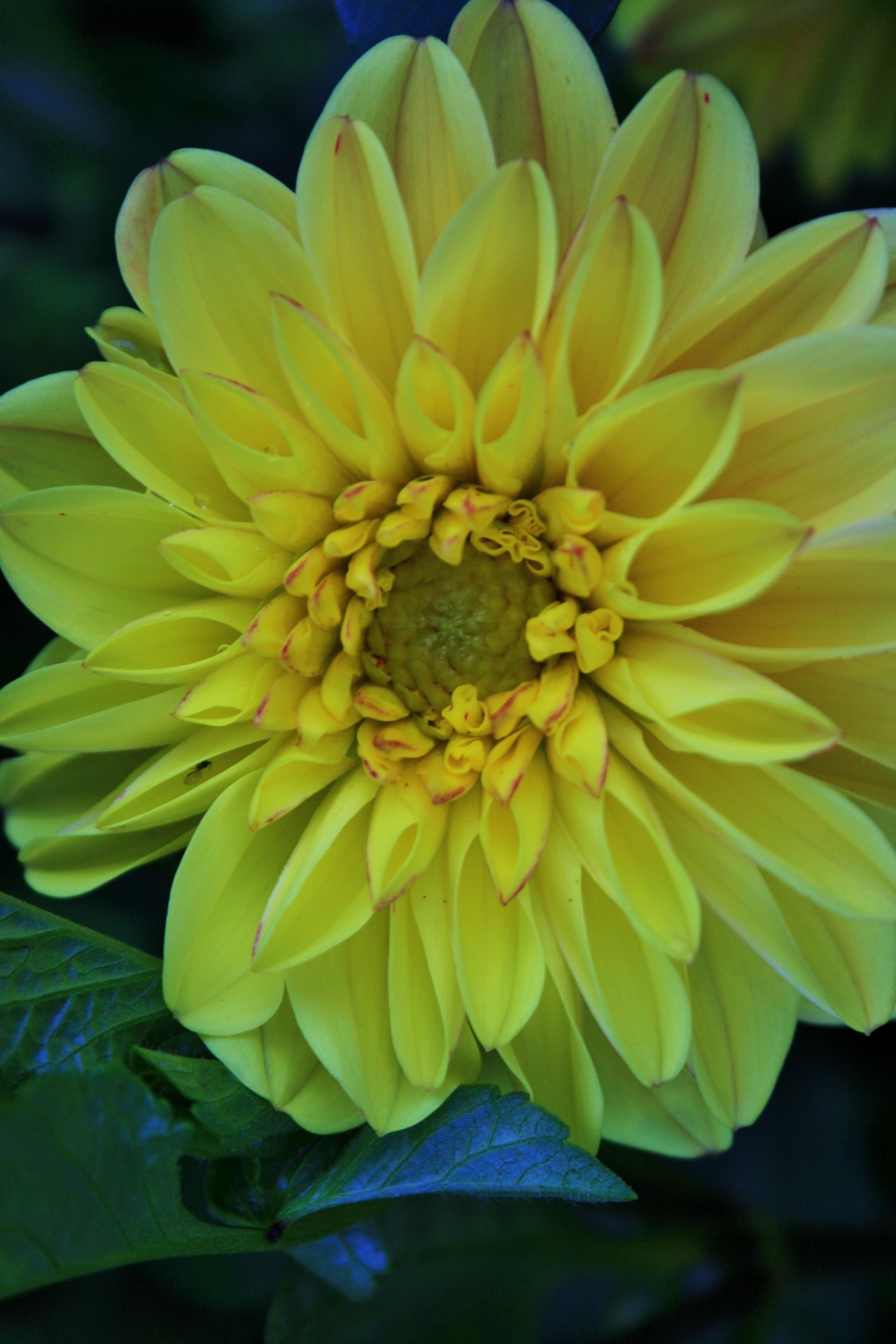 flower dahlia yellow free photo