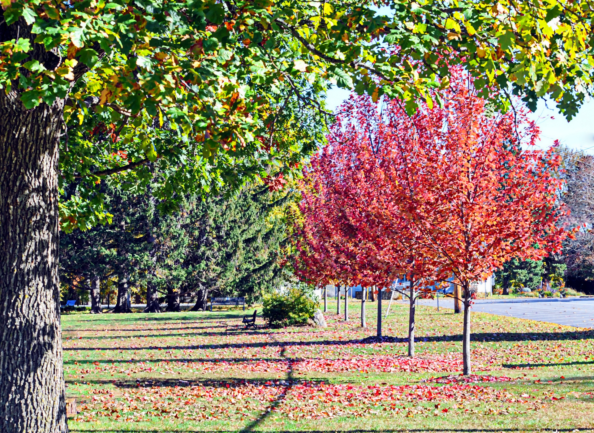 autumn fall leaves free photo