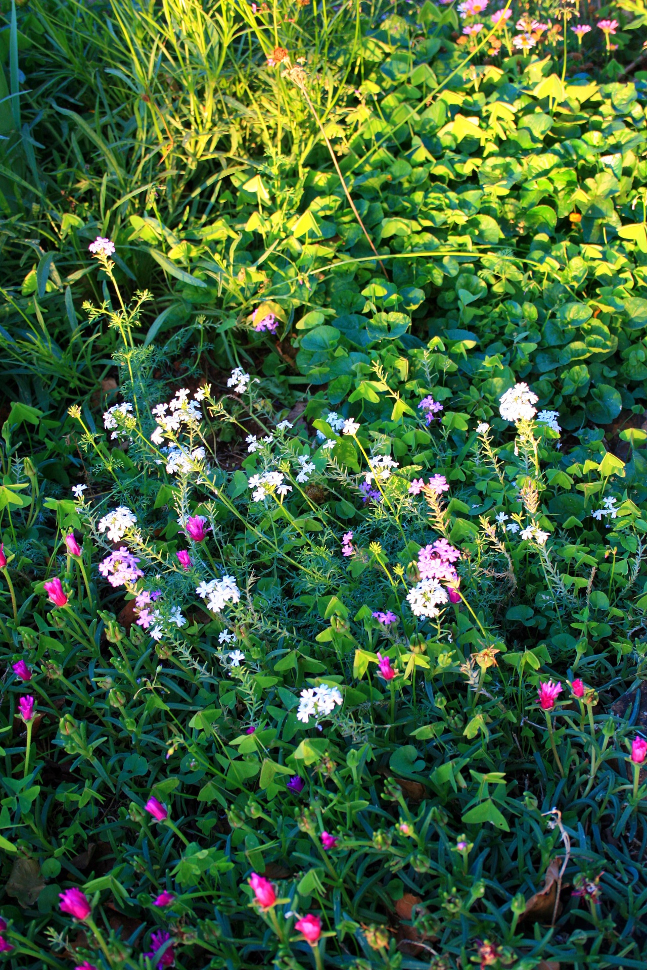 garden greenery flowers free photo