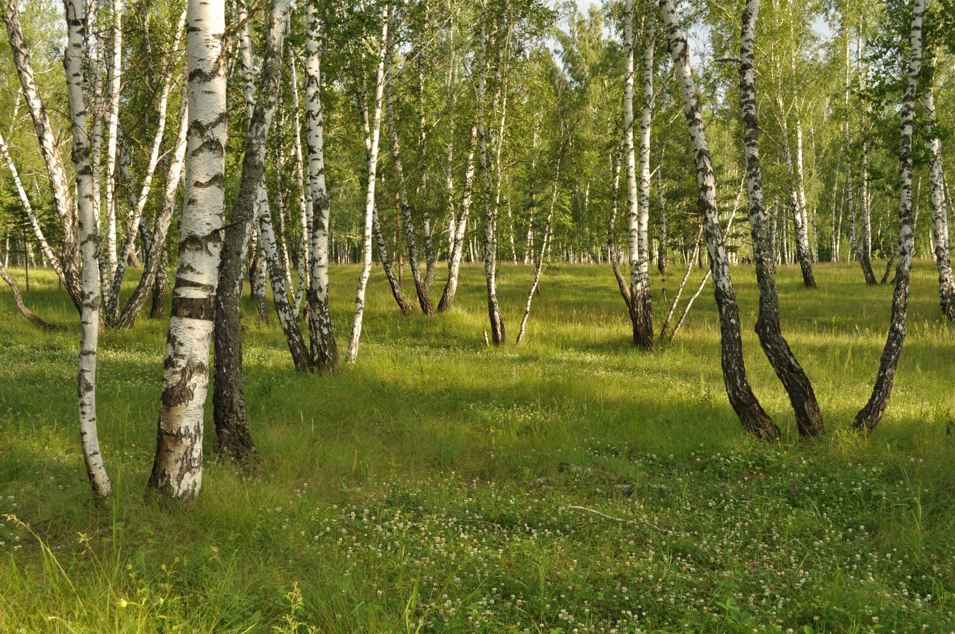 birch forest meadow free photo