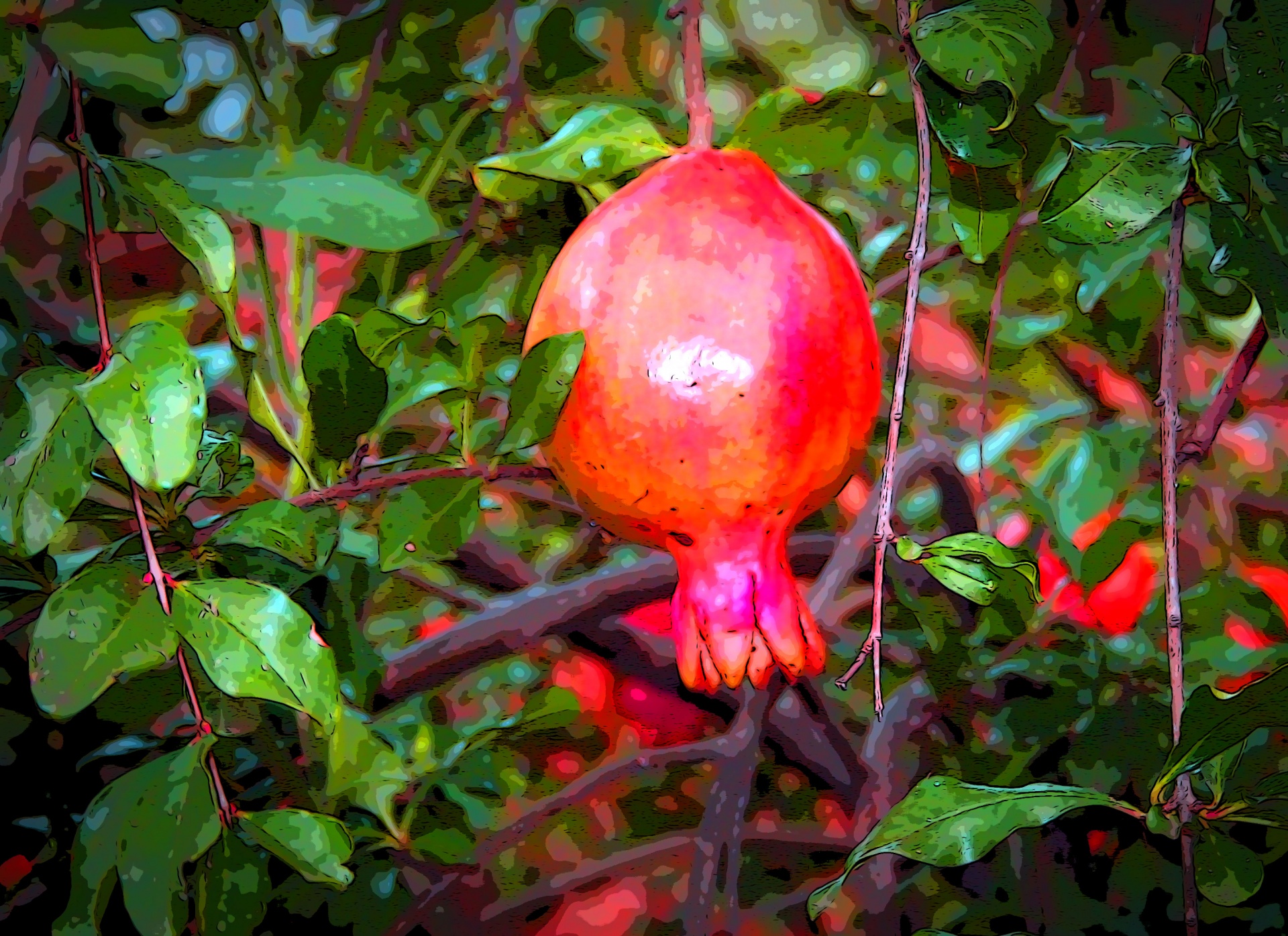fruit pomegranate posterized free photo