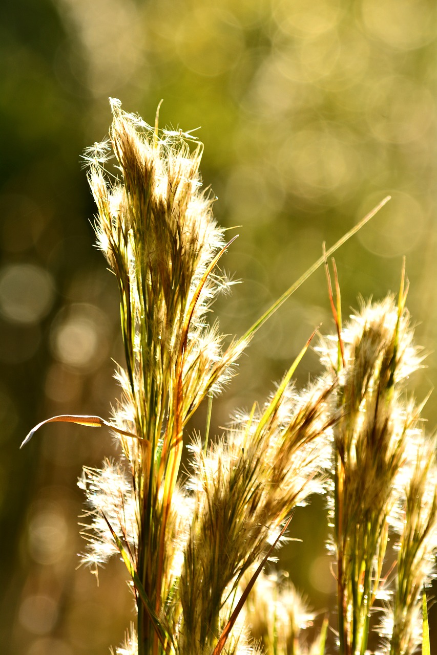 sunny sawgrass bokeh sunrise free photo