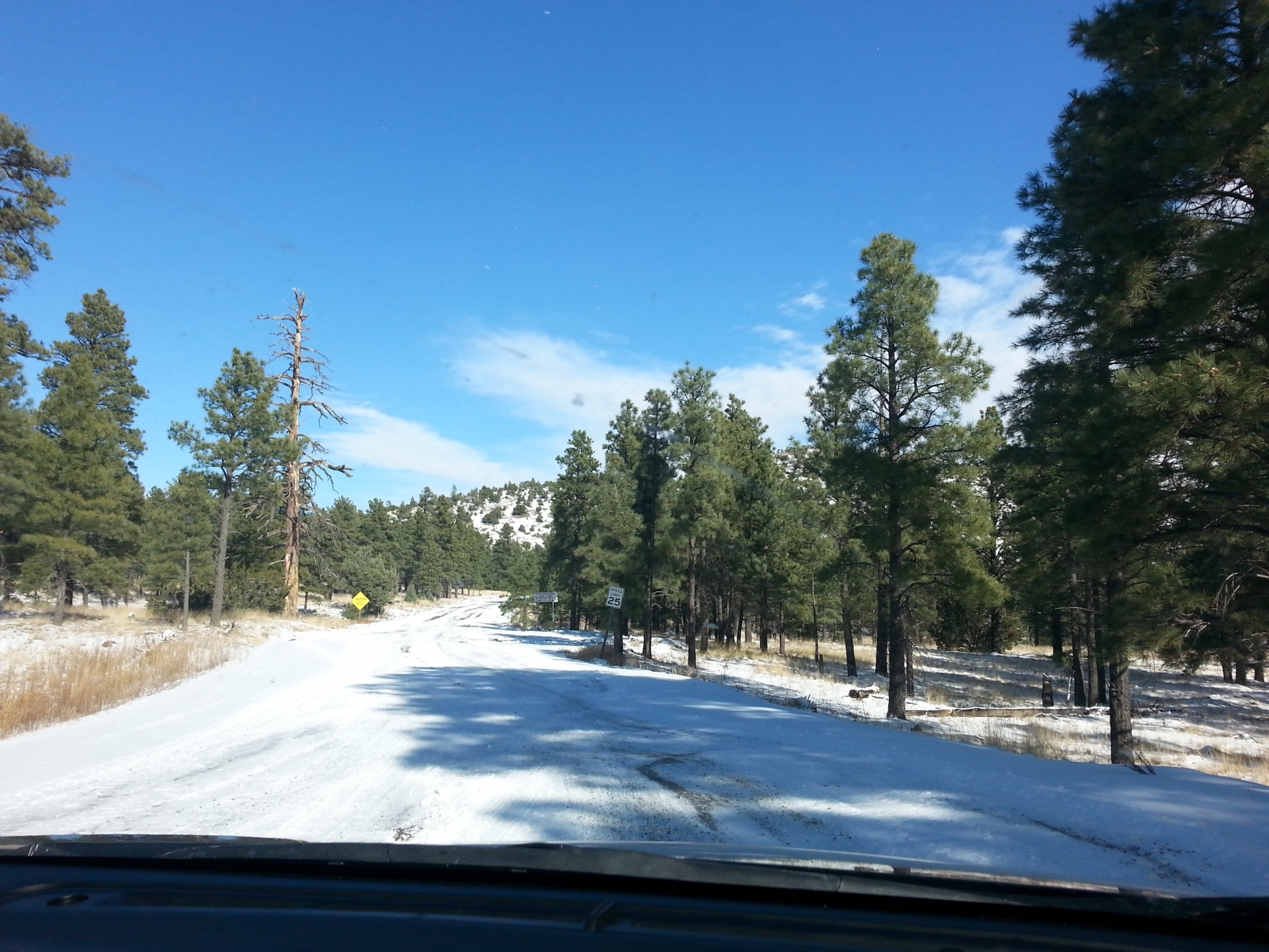 snow road pine trees free photo