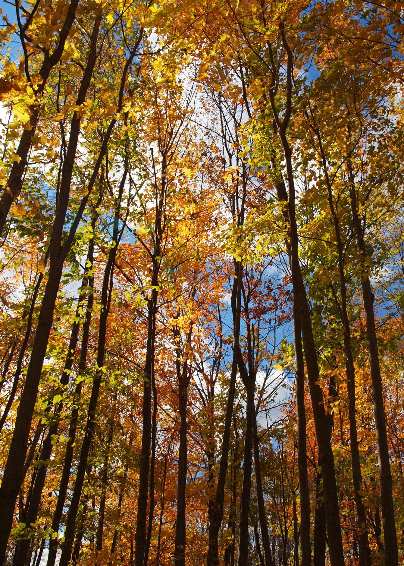 woods trees leaves free photo