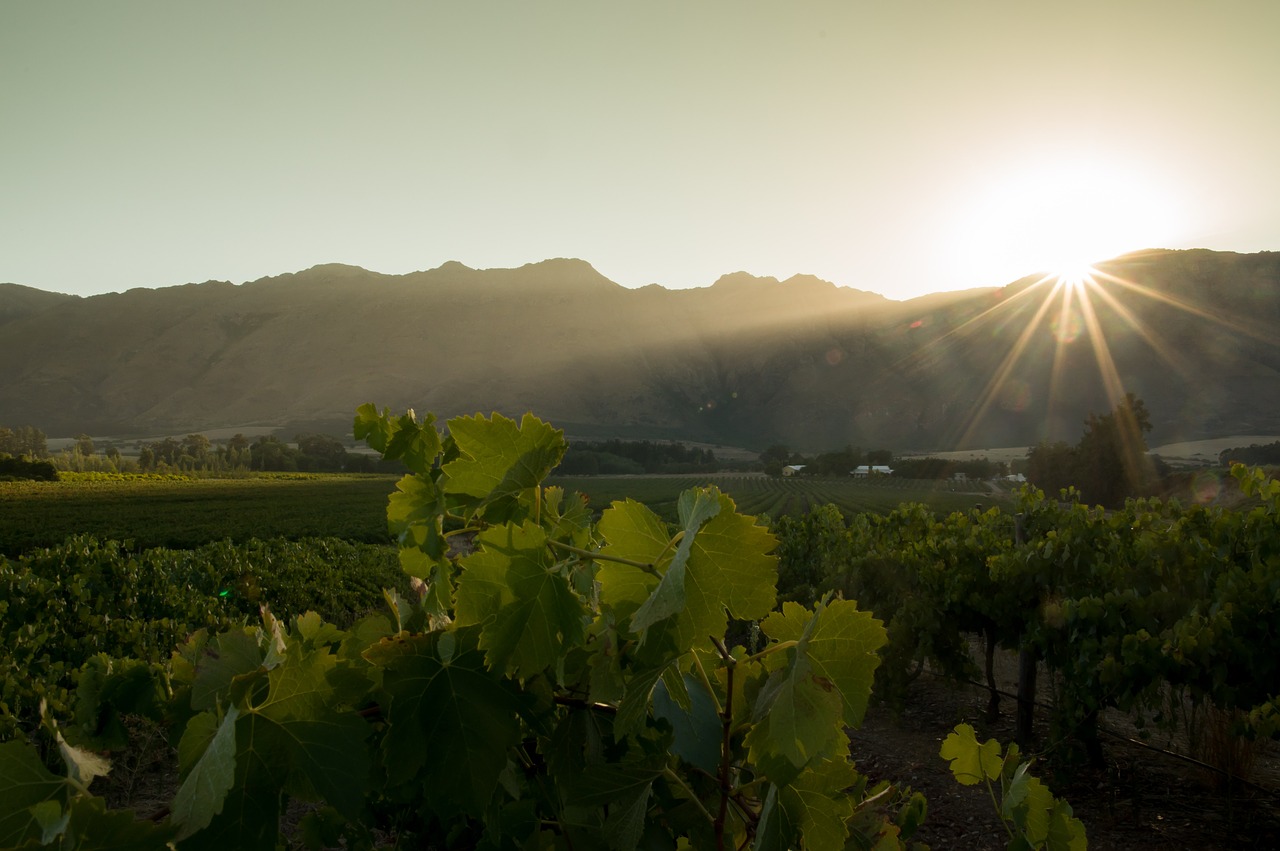 sunray  mountain  grapevines free photo