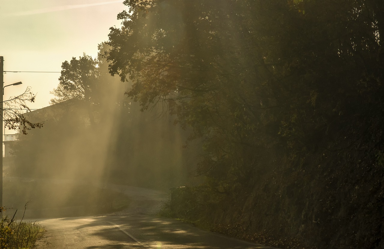 sunrays  nature  trees free photo