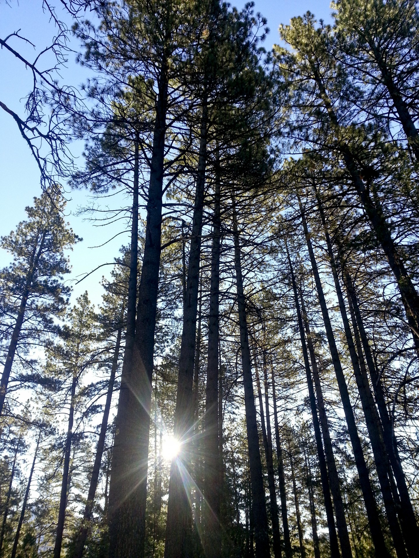 pine pines sun free photo