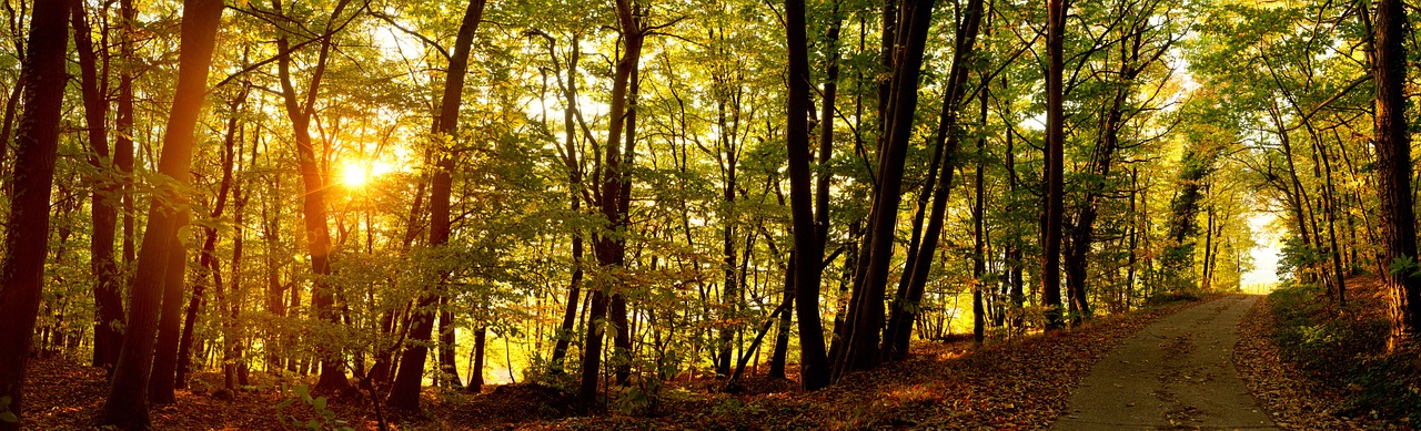 sunrise forest forest path free photo