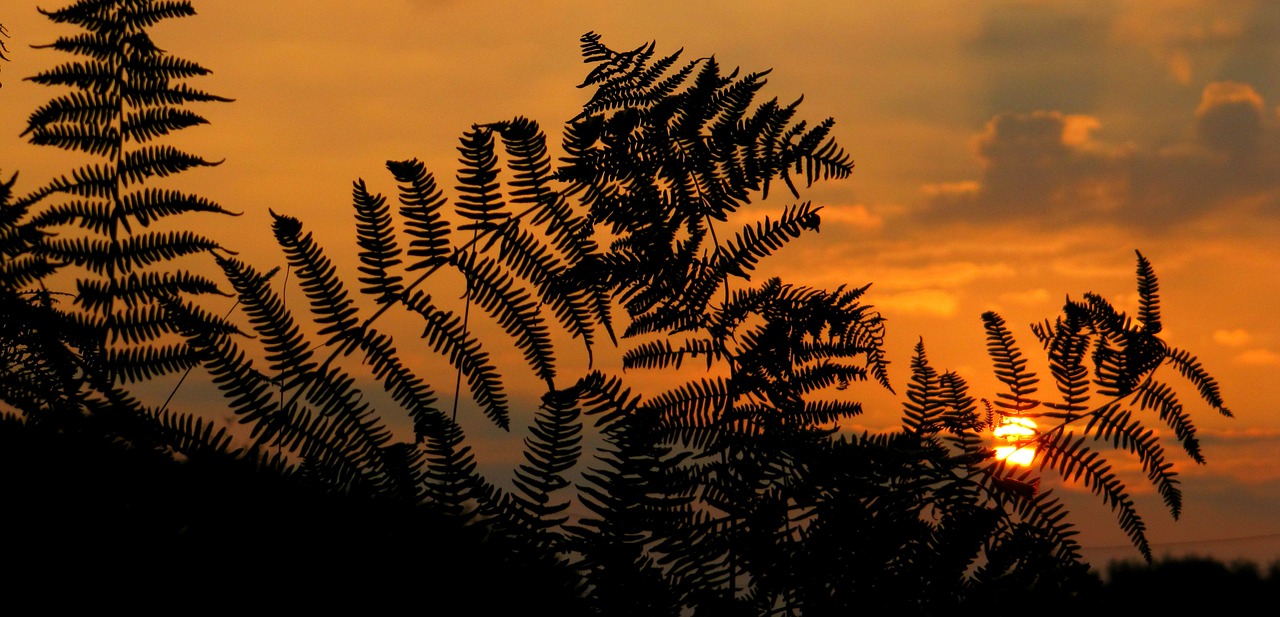 sunrise sunset fern free photo