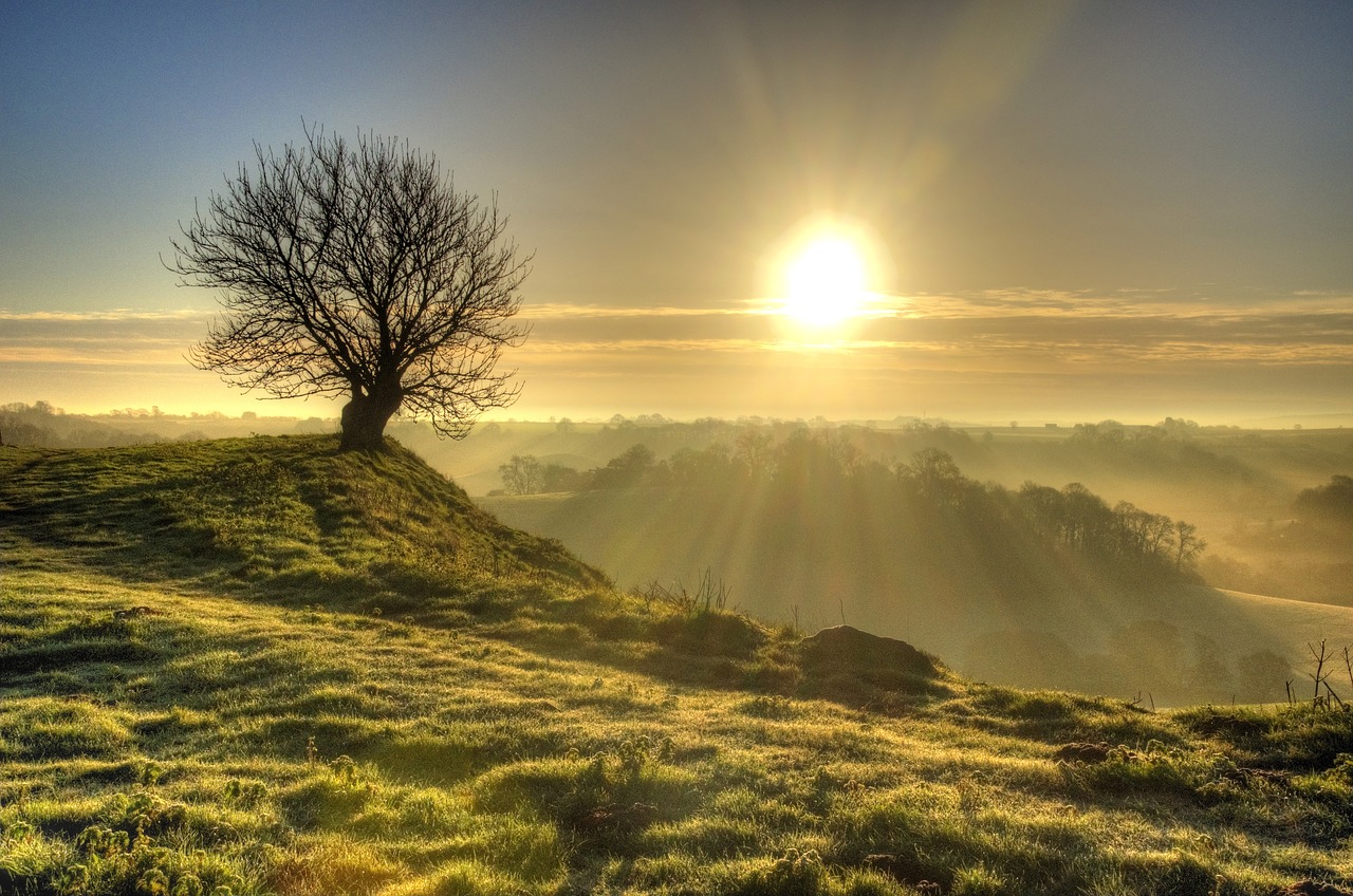 sunrise tree lonely free photo