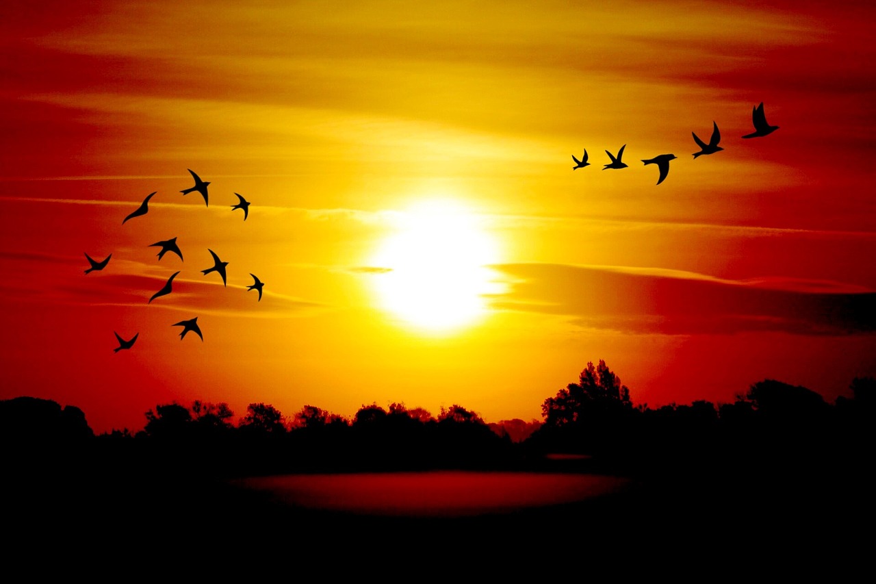 sunrise birds morgenstimmung free photo