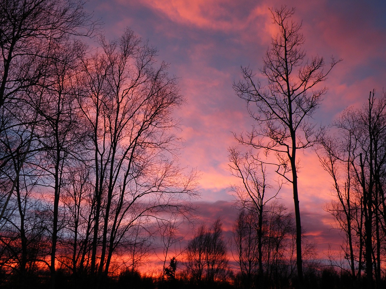 sunrise pink trees free photo